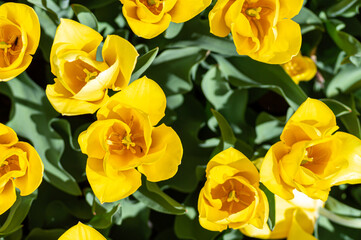 Yellow tulips in garden, spring