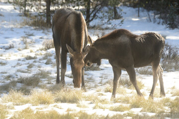 ヘラジカの親子が挨拶する
