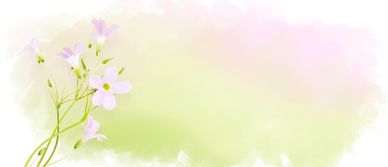 Naklejka na ściany i meble Pink field flowers on pastel watercolor background, wildflowers. Horizontal banner with copy space. Place for a text. Spring card