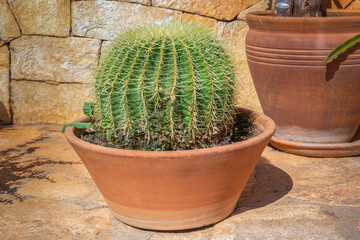 Huge Echinocactus in a ceramic pot for sale on the street in a flower shop. Close-up