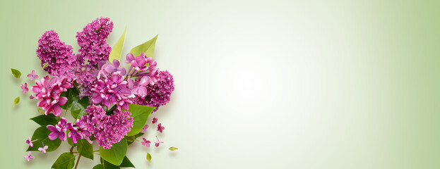 bouquet of blooming lilac flowers. Purple Lilac flowers on green background. May blossoms. Spring time. Pastel background. Horizontal banner with copy space. Place for a text. Spring card