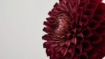 Poster Macro photo Deep burgundy color dahlia,formal ornamental type, on a gray background. Beautiful flower banner, close-up, copy space.Selective focus.Petal details.Pattern, circle © Komchatnykh Tetiana
