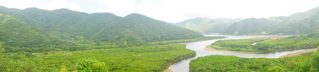 Fototapeta premium Mangrove Tree in Amami Oshima, Kagoshima, Japan - 日本 鹿児島 奄美大島 奄美国立観光公園 黒潮の森 マングローブ 