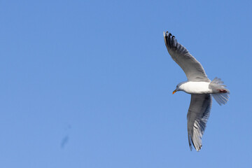 Obraz premium Seagull on the wings on blue background