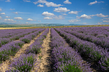 Fototapeta na wymiar Panoramic Landscape Of lavender fields And blue Sky Against A Background Of clouds.