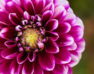 Beautiful close-up of a white and purple dahlia