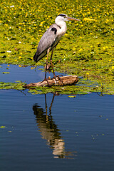 Edessa, Greece, July 12, 2022. Bird on Lake Kerkini. Lake Kerkíni, is a dam lake in the regional district of Serres in Central Macedonia