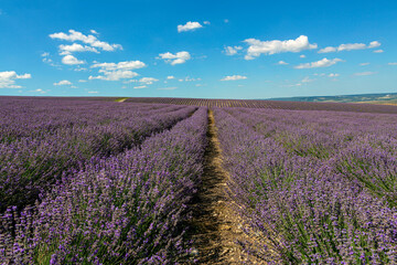 Naklejka na ściany i meble Panoramic Landscape Of lavender fields And blue Sky Against A Background Of clouds.