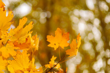 Naklejka na ściany i meble Autumn yellow maple leaves on a tree branch. Colorful nature background. Copy space