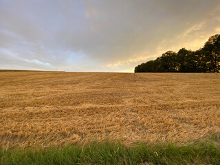 Green strip of grass, wide field of stubble, harvested grain field stretches to the horizon, group of trees, sky