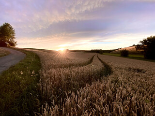 Getreidefeld verläuft bis zum Horizont zwei Furchen spalten das Feld, Felrand mit Grasstreifen, Horizont, Sonnenuntergang Himmel
