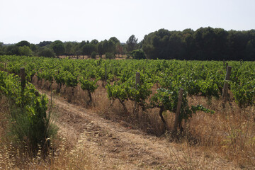 Fototapeta na wymiar Gardens with vine trees. Plantations, grapes, Vineyard