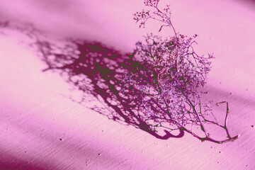 Obraz na płótnie Canvas Blurred dried flowers on pink purple color background casting shadows . Minimal modern interior decoration concept. wabi sabi style aesthetics