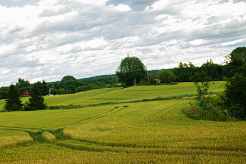 Pole usłane zbożem