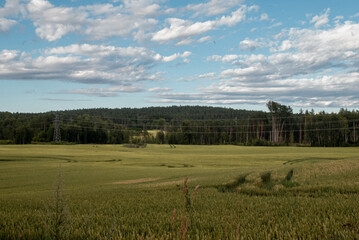 Pole na tle lasu 