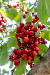 Close-up of red cherry berries outdoors