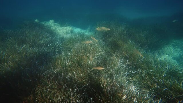 underwater flora and fauna life 