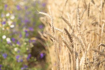 Meadow flowers and wheat field