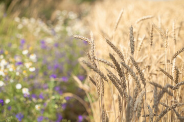Meadow flowers and wheat field