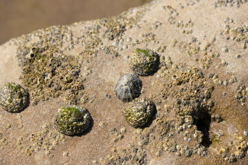 Limpet Patella sp.  And Barnacles on rocks on low tide