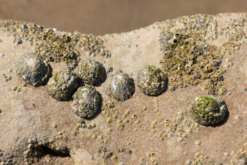 Limpet Patella sp.  And Barnacles on rocks on low tide