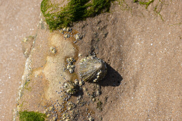 Limpet Patella sp.  And Barnacles on rocks on low tide