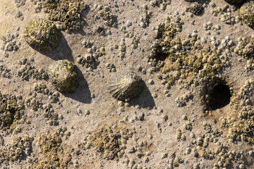 Limpet Patella sp.  And Barnacles on rocks on low tide
