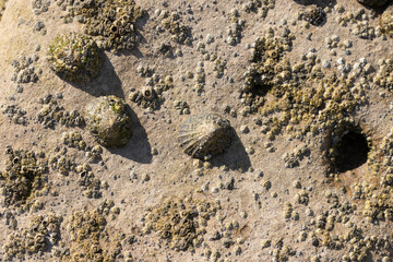 Limpet Patella sp.  And Barnacles on rocks on low tide
