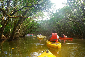 Kayak Ride through Mangrove Tree in Amami Oshima, Kagoshima, Japan - 日本 鹿児島 奄美大島...