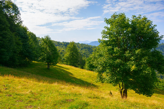 trees on the hillside glade. sunny morning scenery of carpathian mountains