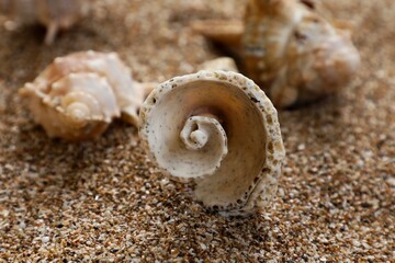 Seashell on the beach. Beautiful shell. Seashell background, wallpaper.