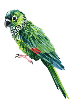 Watercolor parrot on isolated white background. Green amazon parrot. Hand painted tropical bird