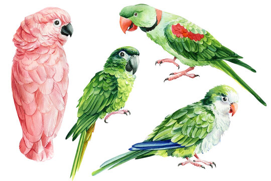 Set of parrots on a white isolated background, watercolor illustration, hand drawing, tropical birds.