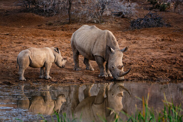 Rhino and her calf drinking in the cool of the evening at Pilanesberg National Park, South Africa