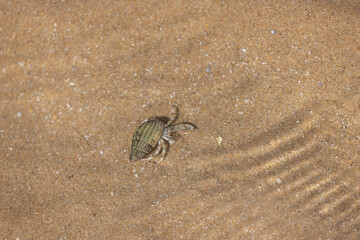 Hermit crab Pagurus bernhardus on sandy beach in Normandy