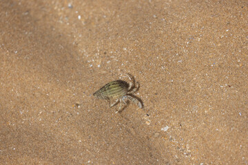 Hermit crab Pagurus bernhardus on sandy beach in Normandy