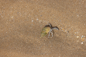 Hermit crab Pagurus bernhardus on sandy beach in Normandy