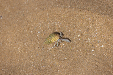 Hermit crab Pagurus bernhardus on sandy beach in Normandy