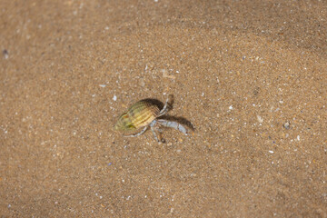 Hermit crab Pagurus bernhardus on sandy beach in Normandy