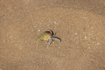 Hermit crab Pagurus bernhardus on sandy beach in Normandy
