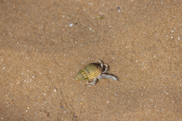 Hermit crab Pagurus bernhardus on sandy beach in Normandy