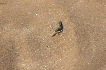 Hermit crab Pagurus bernhardus on sandy beach in Normandy