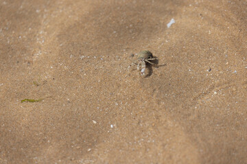 Hermit crab Pagurus bernhardus on sandy beach in Normandy