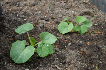 small pumpkin plant growing in garden
