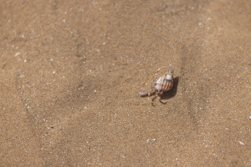 Hermit crab Pagurus bernhardus on sandy beach in Normandy