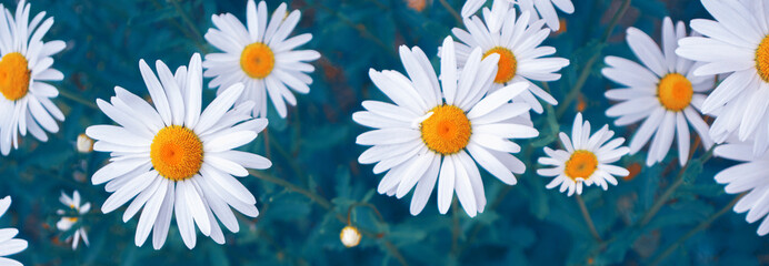 White bright daisy flowers on a background of the summer landscape.