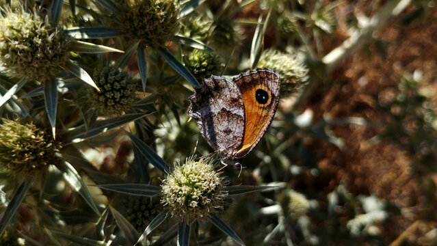 Mariposa lobito jaspeado (pyronia cecilia)