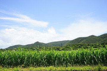 Sugar Cane Field in Amami Oshima, Kagoshima, Japan - 日本 鹿児島 奄美大島...