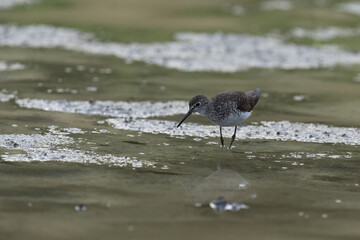 Solitary Sandpiper in shallow water
