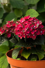 Closeup of ruby red Hydrangea (hortensia) 'Rembrandt rosso glory', green background, vertical plane